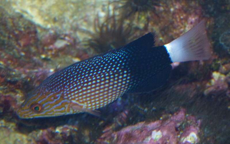 Image of Black-banded hogfish