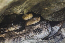 Çıngıraklı yılan resmi
