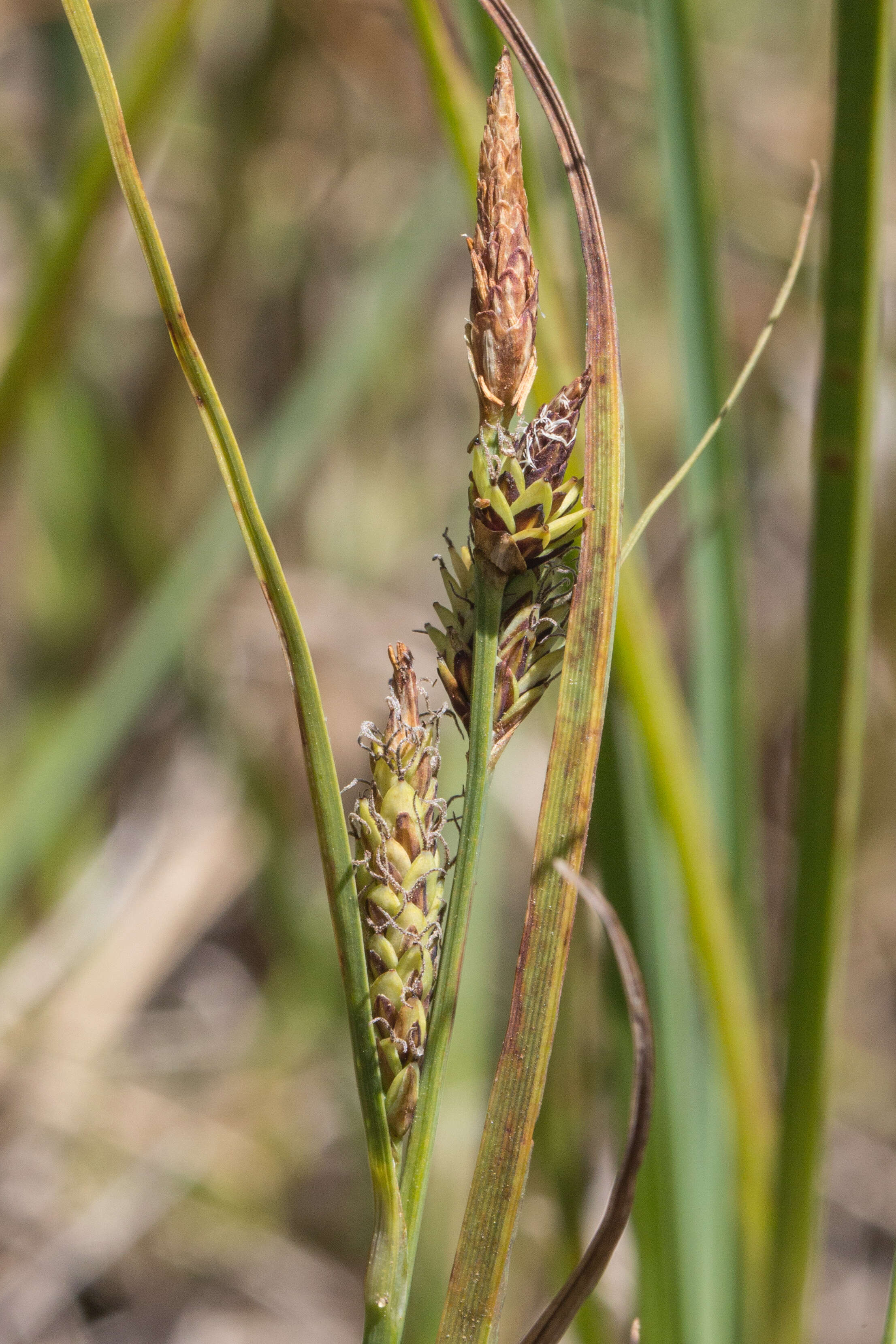 Image of Carex gaudichaudiana Kunth