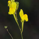 Image of Linaria viscosa (L.) Dum.-Courset