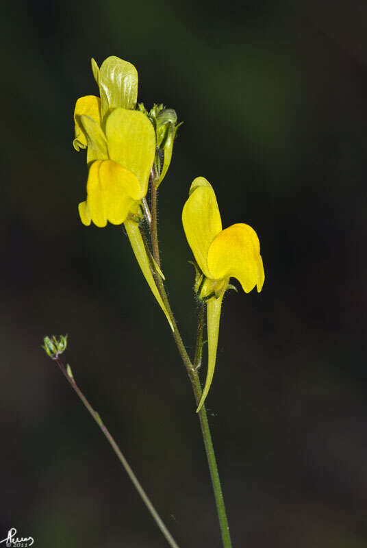 Image of Linaria viscosa (L.) Dum.-Courset