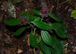 Image of Miconia