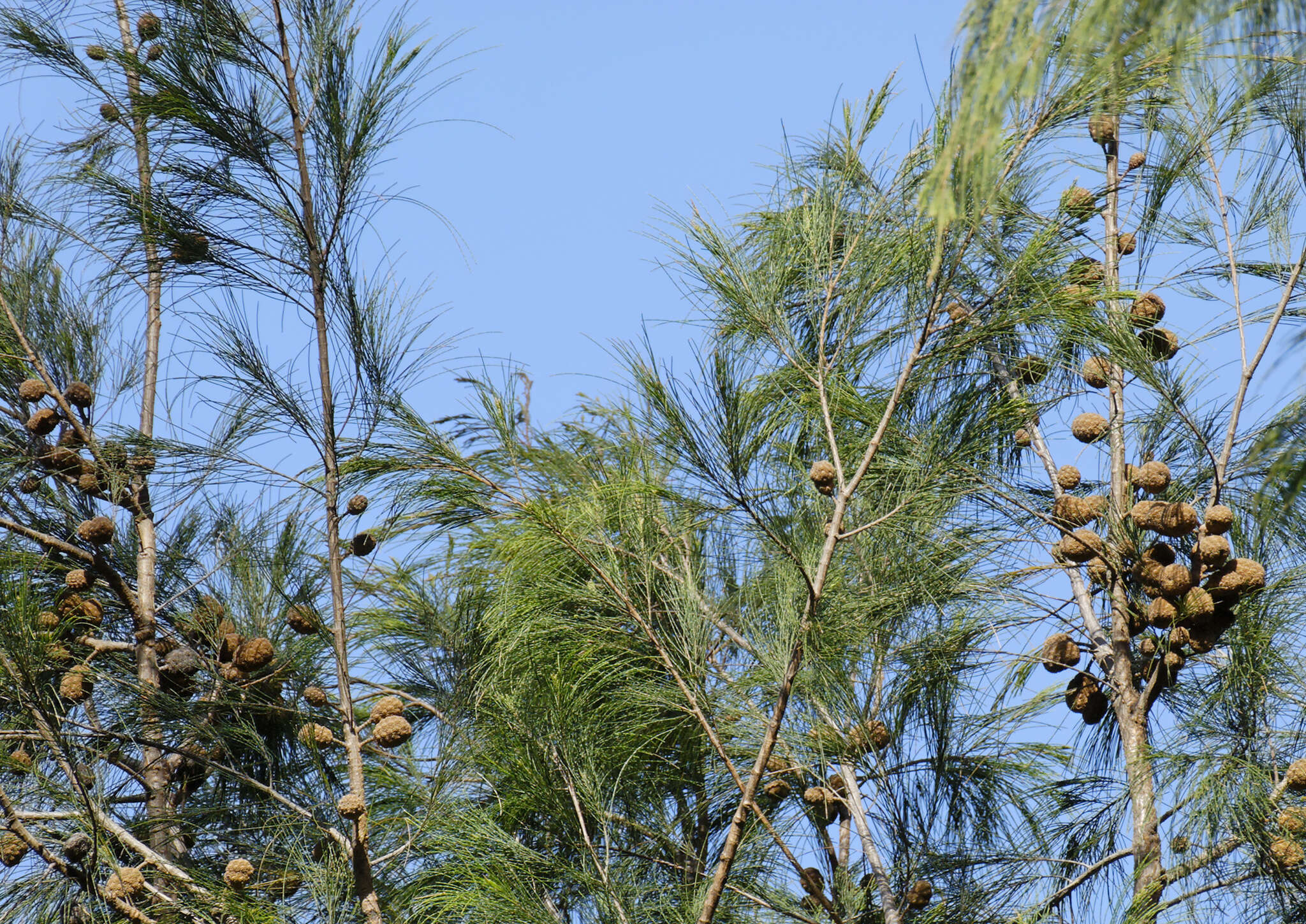 Image of beefwood family