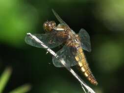 Image of Broad-bodied chaser