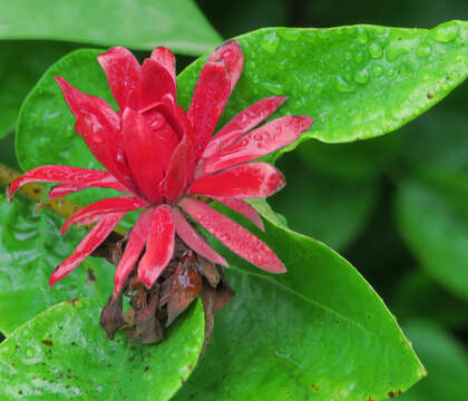 Image de Calycanthus occidentalis Hook. & Arn.