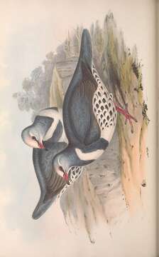 Image of Leucosarcia Gould 1843