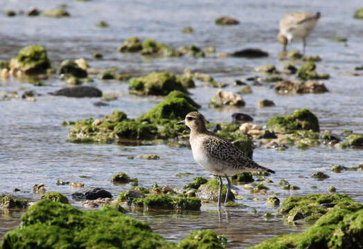 Image of Pluvialis Brisson 1760