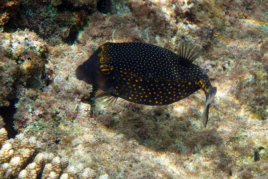 Image of Spotted boxfish