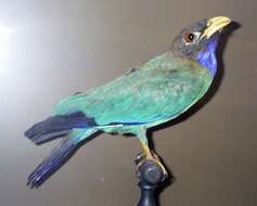 Image of Dollarbird