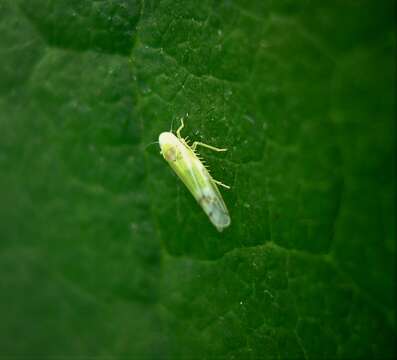 Image of Leafhopper