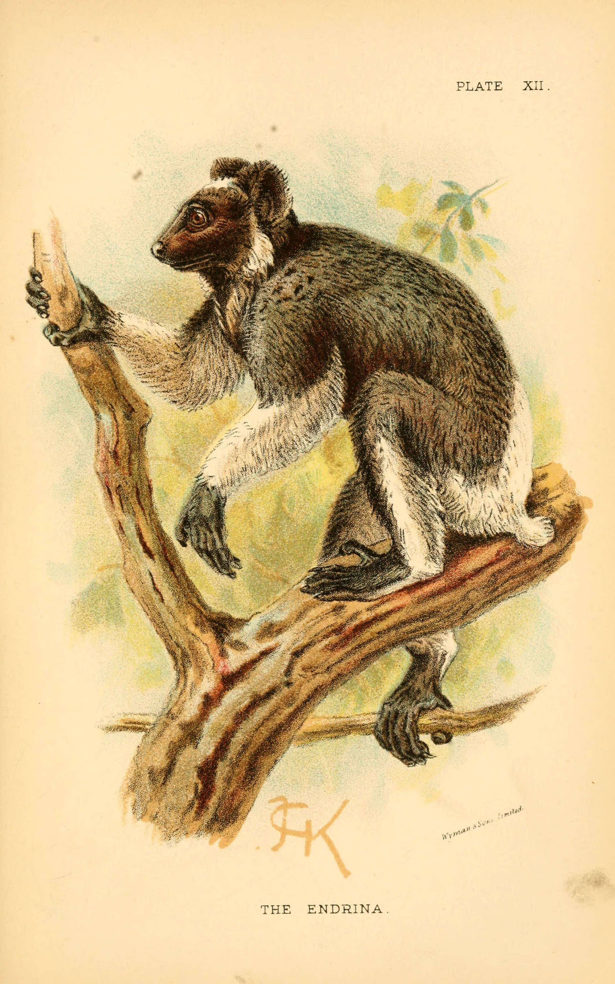 Image of indris, sifakas and woolly lemurs