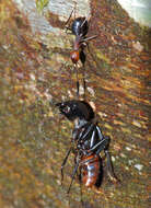 Plancia ëd Camponotus gilviceps Roger 1863