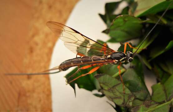 Image of Sabre wasp