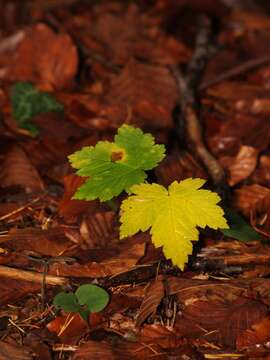 Imagem de Acer pseudoplatanus L.