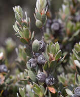 Sivun Leptospermum glaucescens S. Schauer kuva