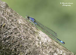 Image of Common Bluetail