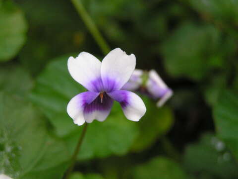 Image of Viola banksii K. R. Thiele & Prober