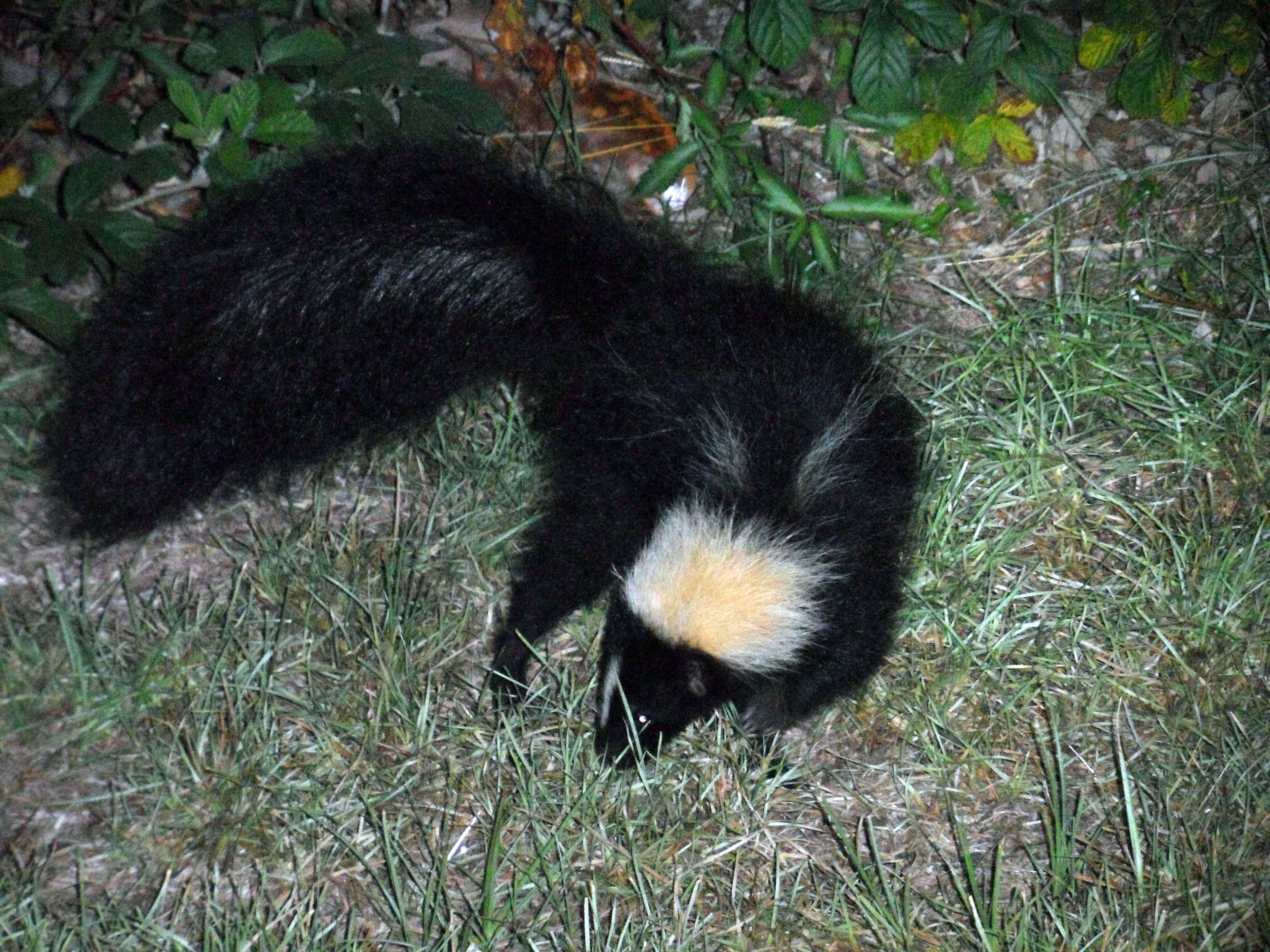 Image of Hooded and Striped Skunks