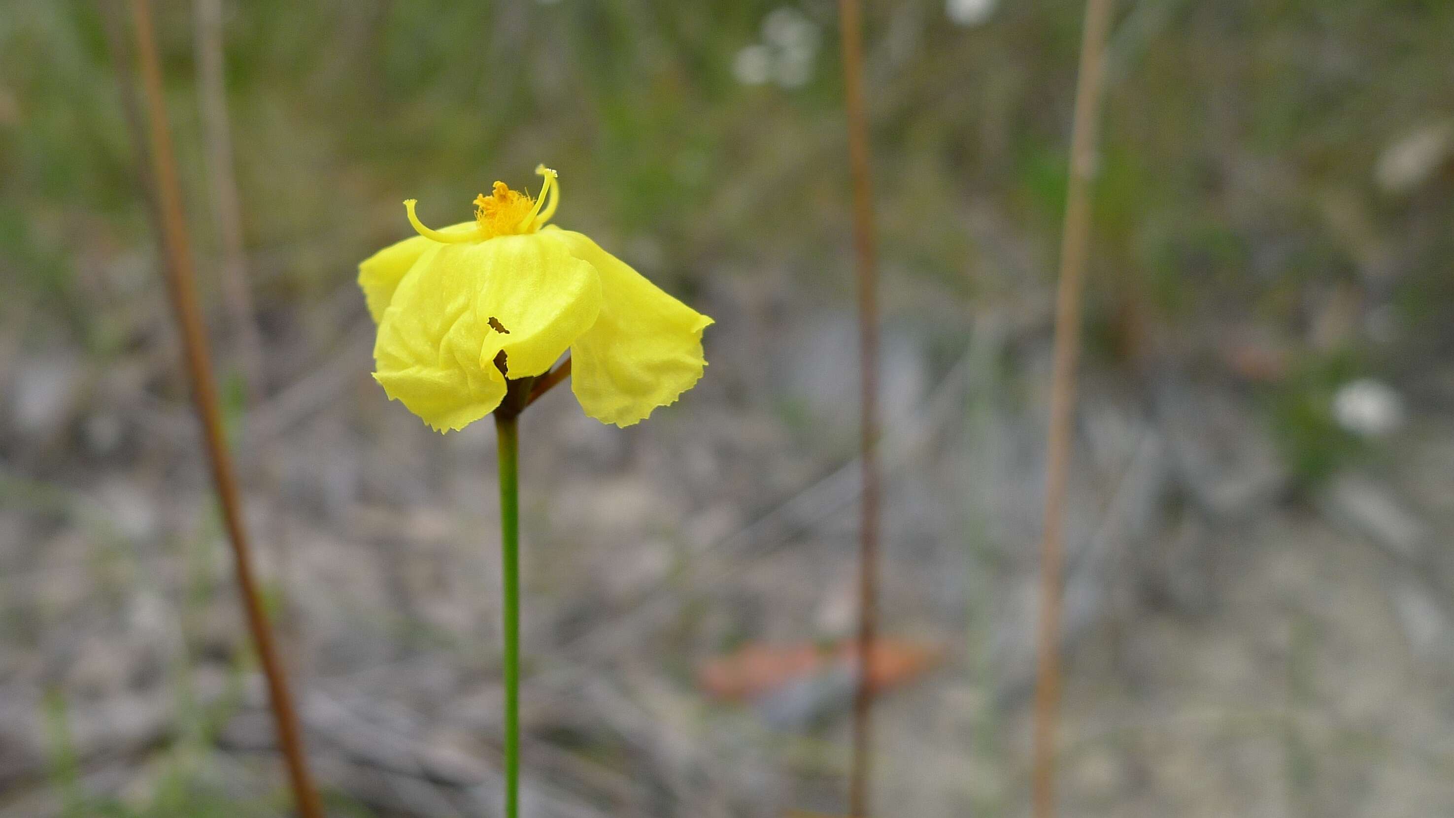 Image of yellow-eyed-grass family