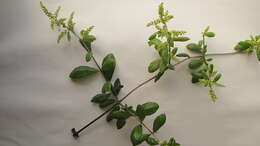 صورة Trigoniaceae