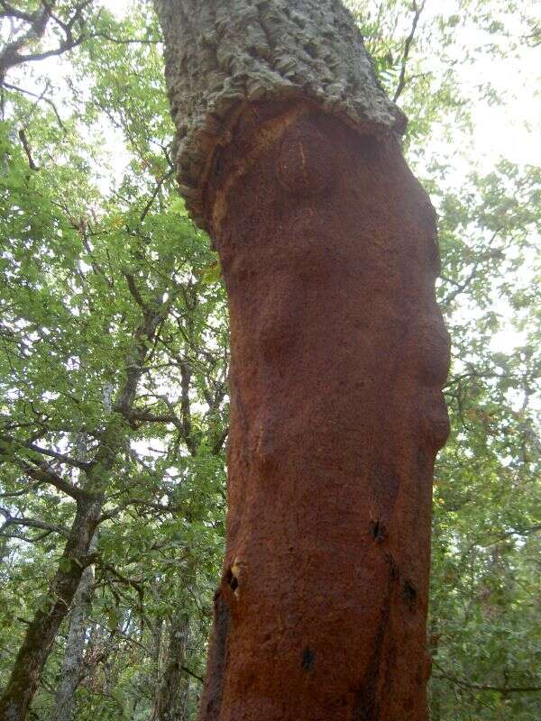 Image of Cork Oak