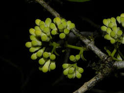 Plancia ëd Strychnos peckii B. L. Robinson