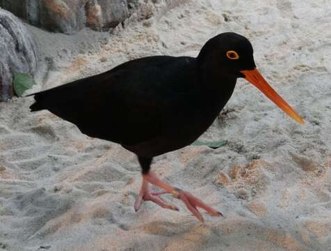 Image of African Black Oystercatcher