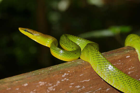 Plancia ëd Gonyosoma oxycephalum (F. Boie 1827)