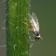 Image of Sonchus fly