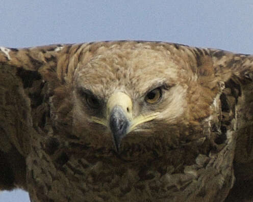 Imagem de Águia-rapace