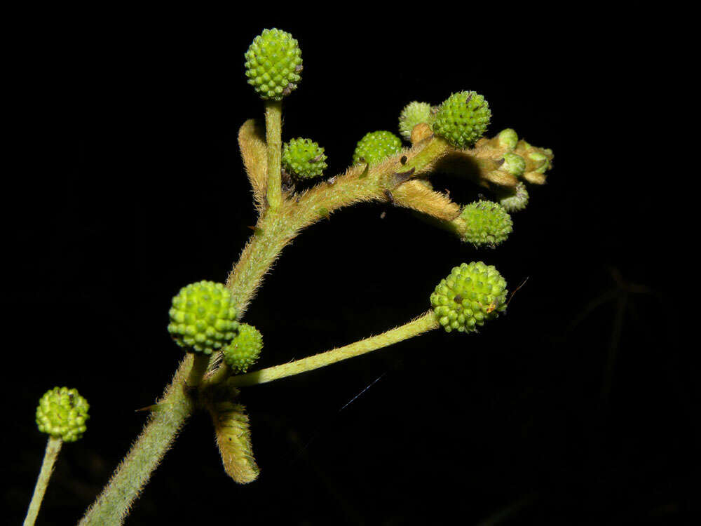 Image of sensitive plant