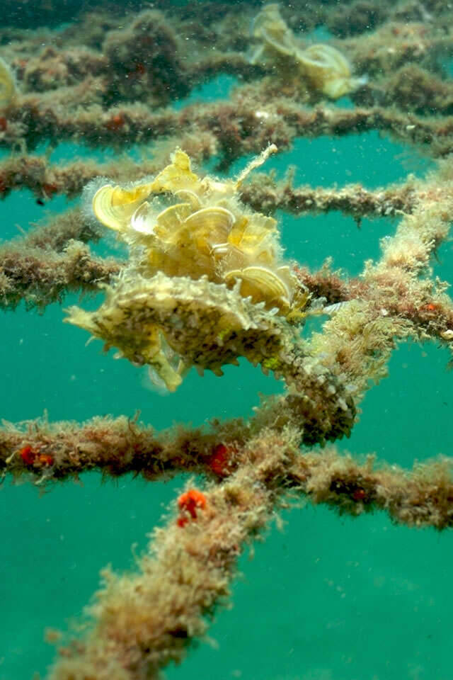 Image of Big-belly Seahorse