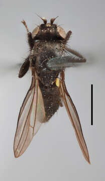 Image of <i>Notiphila concolor</i> Stenhammar 1844