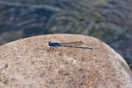 Image of bluet