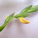 Image of Zornia latifolia Sm.