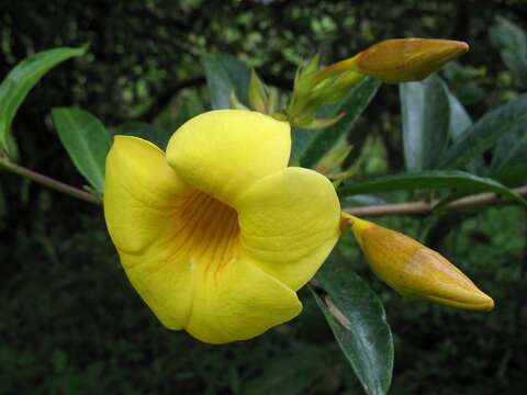 Image of Golden Trumpet or Buttercup Flower