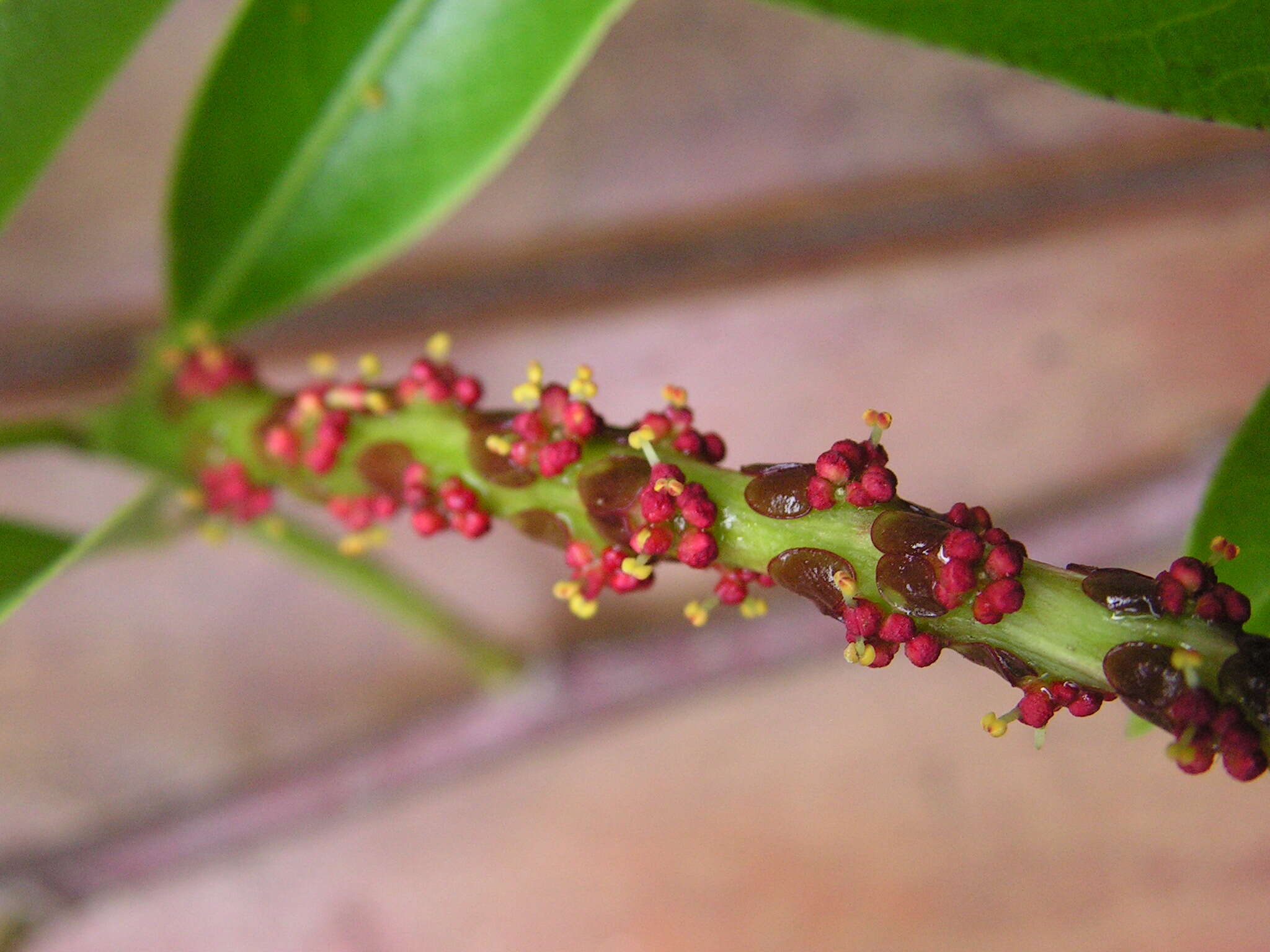 Imagem de Sapium glandulosum (L.) Morong