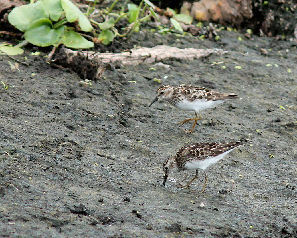 Image of Calidris Merrem 1804