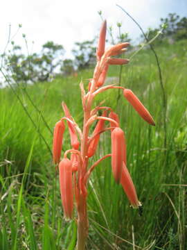 Image of Zimbabwe grass aloe