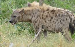 Image of Spotted Hyaenas