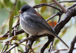 Image of juncos