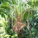 Image of Molokai pritchardia