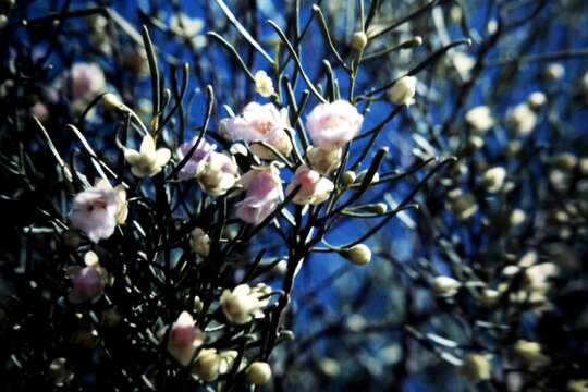 Imagem de Eremophila bignoniiflora (Benth.) F. Muell.