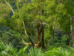 Image of Peruvian almond