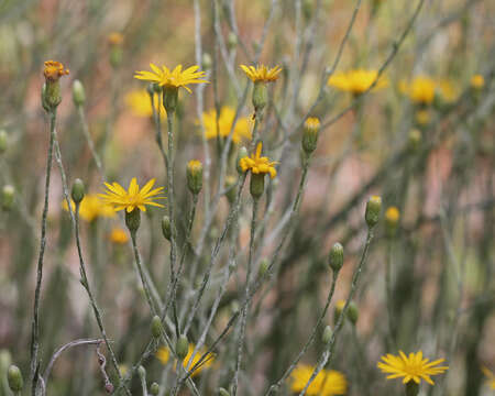 Image de Pityopsis graminifolia (Michx.) Nutt.