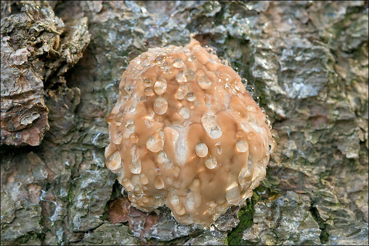 Image of Fomitopsis