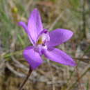 Image of Small waxlip orchid