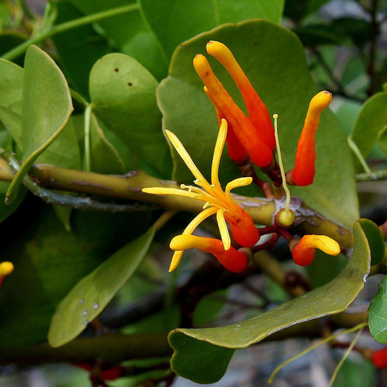 Image of Psittacanthus dichrous (Mart.) Mart.