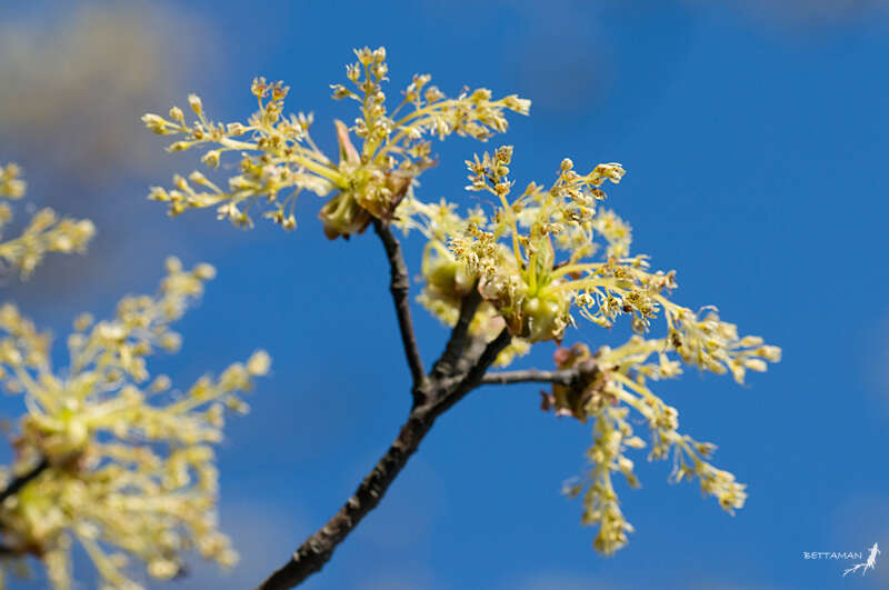 Слика од Sassafras