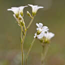 Imagem de Saxifraga granulata L.